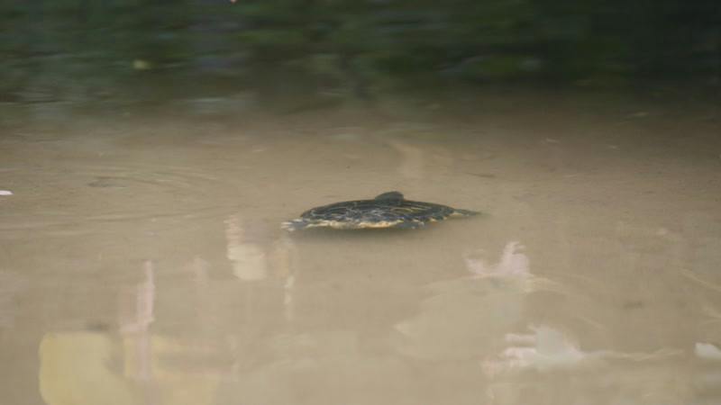 Ripples, Bush, Sea Turtle, Swimming by Ami Bornstein – Stock Footage ...