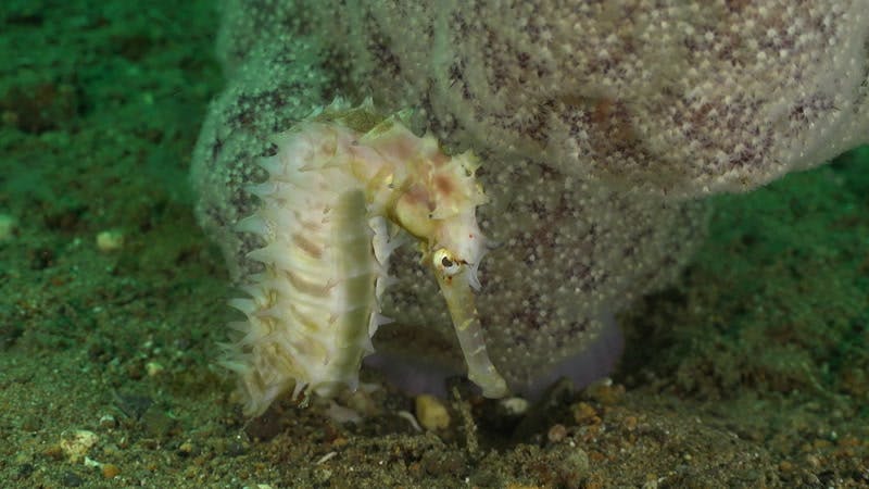 Ocean Camouflage Underwater Marine Life By Blue Water Fascination